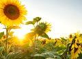 Floarea soarelui - informatii complete despre aceasta specie de plate