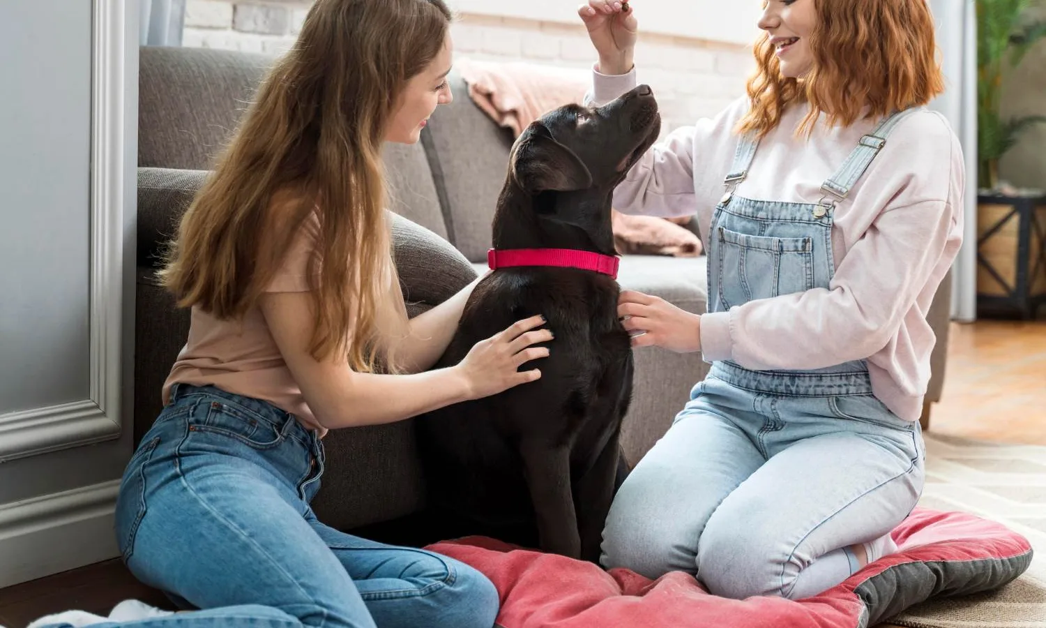 Animalele de companie in societate