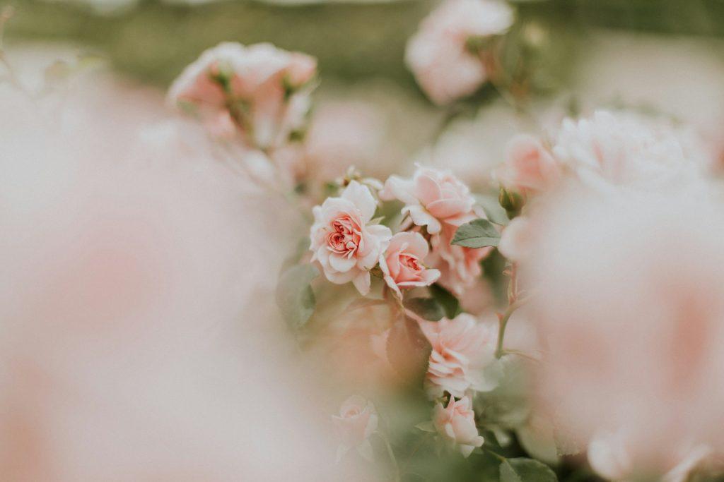 7 soiuri de trandafiri apreciați în întreaga lume, care nu ar trebui să lipsească din grădina ta