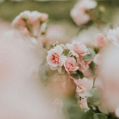 7 soiuri de trandafiri apreciați în întreaga lume, care nu ar trebui să lipsească din grădina ta