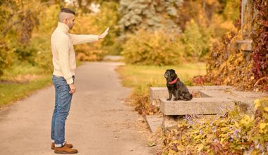 Cine este cea mai indicată persoană pentru a plimba câinele, în afara stăpânului